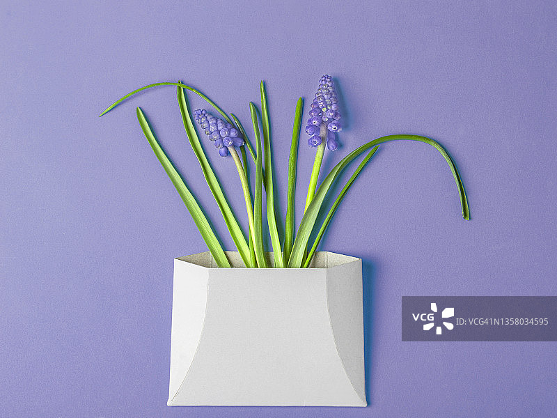 春天的麝香花，白色的信封和蓝色的背景。非常佩里色彩调色，时尚的创意设计在2022年的颜色图片素材