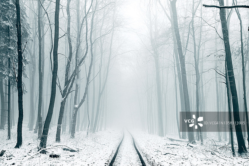 冬日森林里的单一道路图片素材