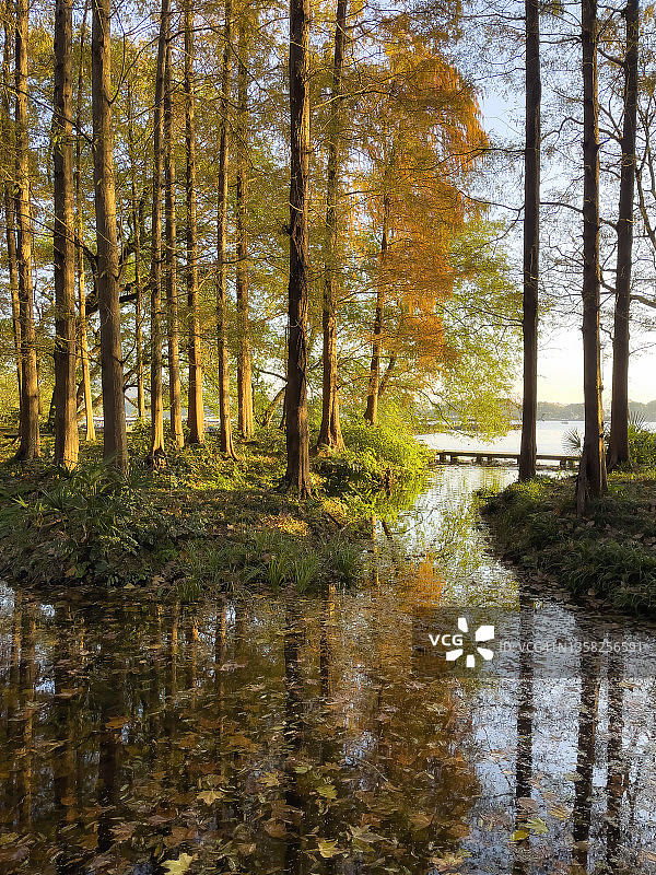 早晨，太阳把金色的阳光洒在湖边的树林上图片素材