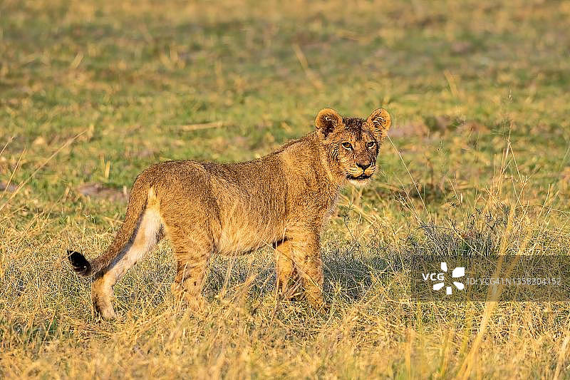 狮子(Panthera leo)，孤独的年轻，莫雷米野生动物保护区西部，奥卡万戈三角洲，博茨瓦纳图片素材