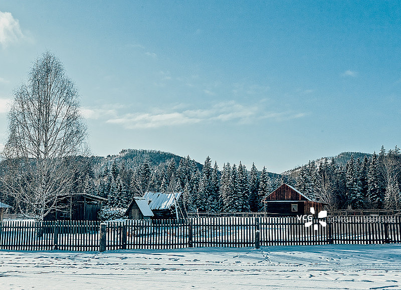 俄罗斯农村村庄在雪天与冷杉森林。卡丹达村的冬天。阿尔泰山脉、俄罗斯图片素材