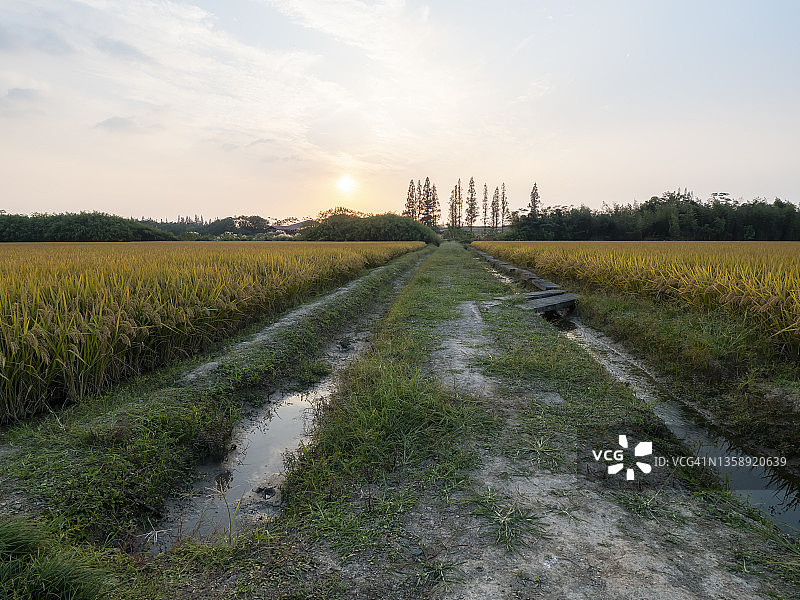 中国杭州水渠旁未收割的稻田图片素材