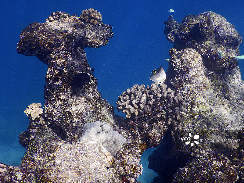 东三角蝴蝶鱼(男爵毛茛)和疣珊瑚(Pocillopora)在马尔代夫泻湖图片素材