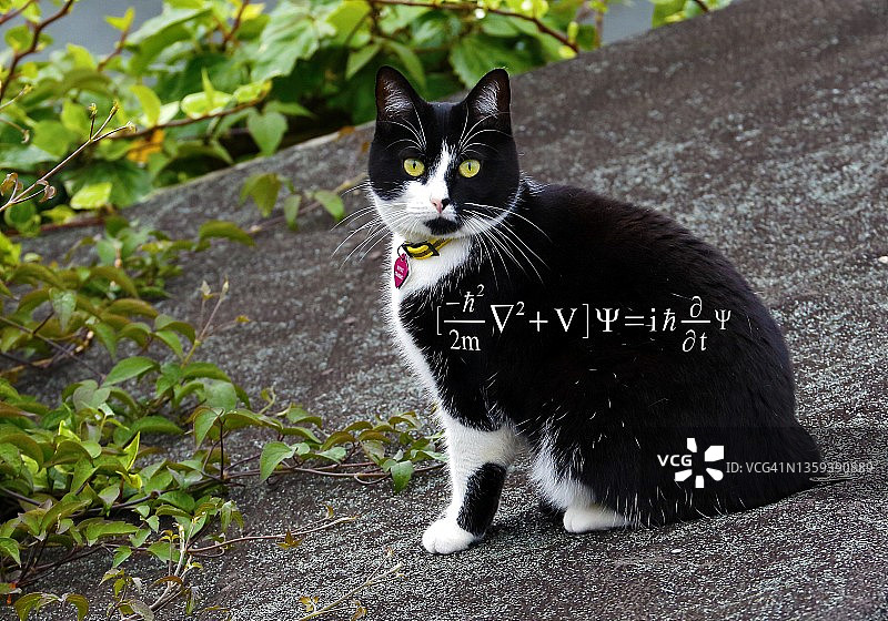 Cat和薛定谔波动方程图片素材
