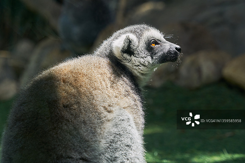 动物园里一只背景模糊的狐猴的特写镜头图片素材