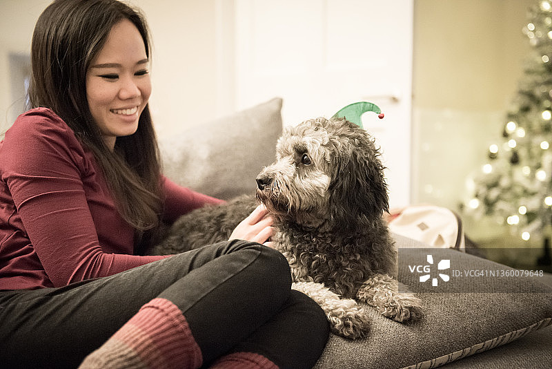 在英国苏格兰边境梅尔罗斯的一所房子里，一名亚洲妇女微笑着抚摸着一只戴着精灵发箍的灰色拉布拉多犬，它正躺在沙发上，背景是一棵圣诞树图片素材