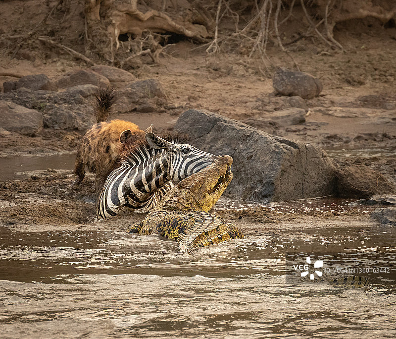 在马拉河被杀的斑马图片素材