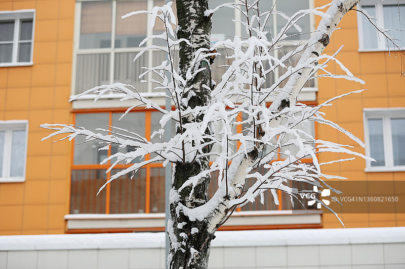 城市里被雪覆盖的光秃秃的树图片素材