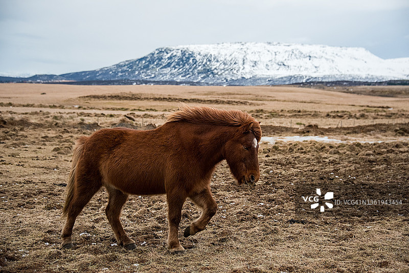 冰岛的马在山的背景下行走图片素材