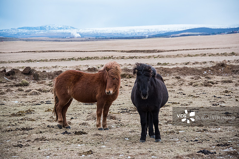 冰岛的马组合，背景是山图片素材