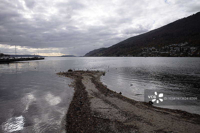 瑞士贝尔湖上的一群水鸟图片素材