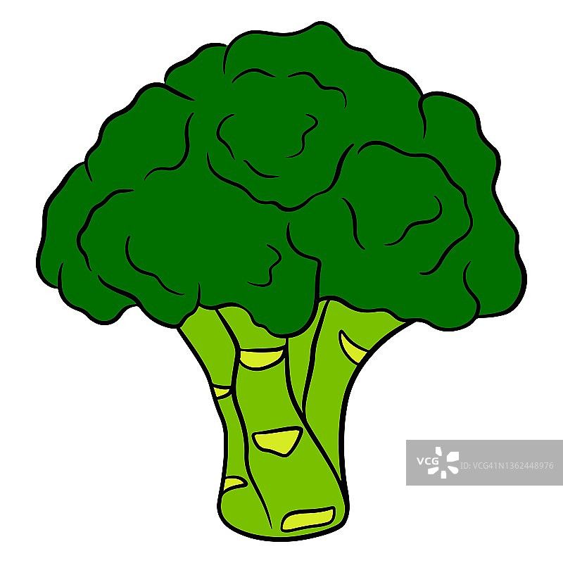 新鲜的花椰菜。绿色花椰菜的鲜艳插图。图片素材