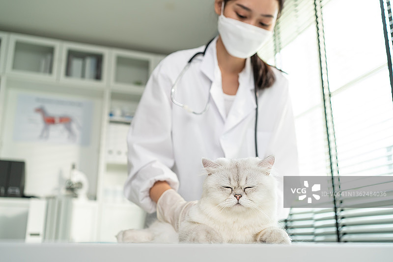 亚洲兽医在预约的兽医诊所检查猫。在宠物医院，专业的女兽医用听诊器站在检查台上工作，对小动物小猫进行检查图片素材