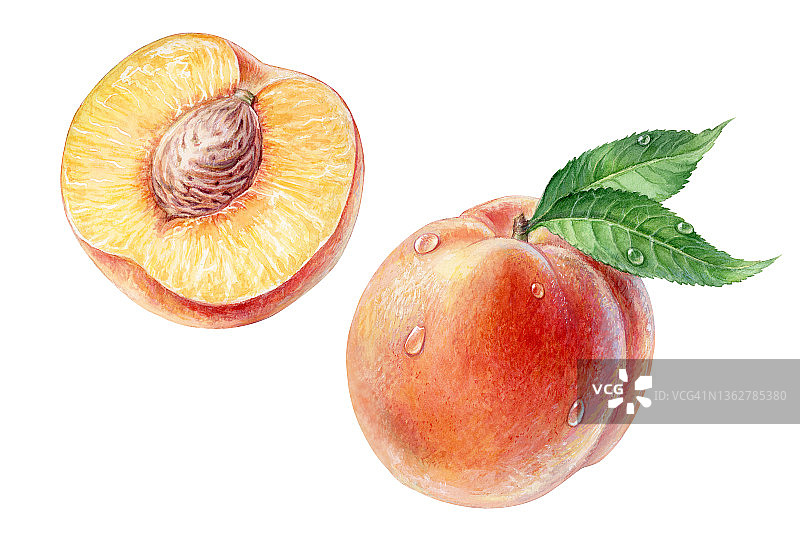 桃子的绿叶和水滴，水彩画图片素材