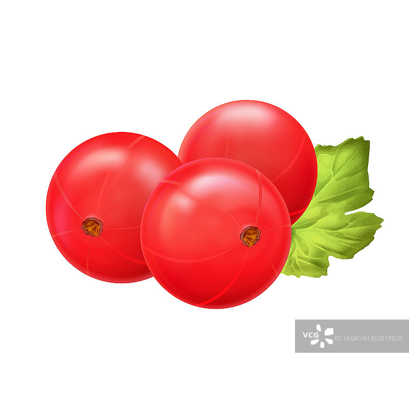 红醋栗。现实的向量插图浆果在白色的背景图片素材
