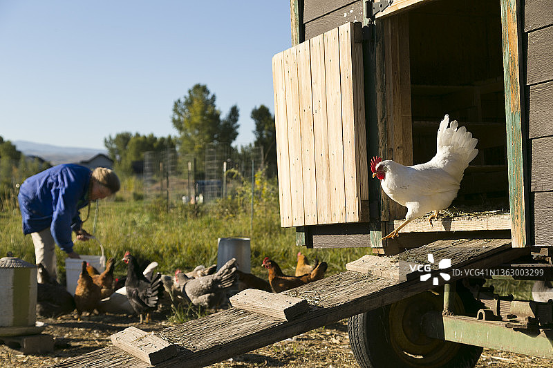 有机农场自由放养的鸡图片素材
