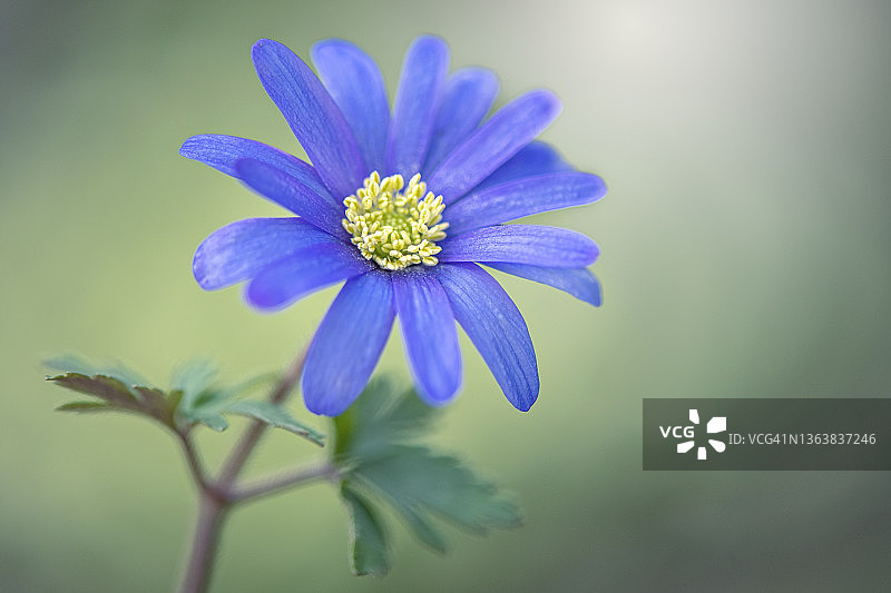 美丽，春天蓝色的银莲花也被称为冬季风花在柔和的阳光下图片素材