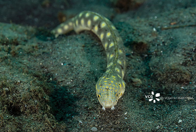 Sharptail鳗鱼。图片素材
