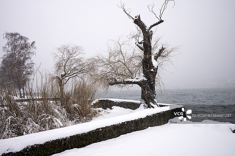 冬天，在贝尔湖畔，雪天里光秃秃的树图片素材
