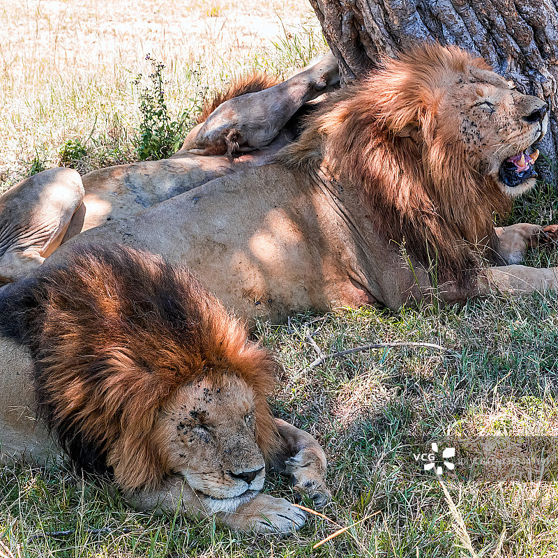 狮子在野外休息图片素材