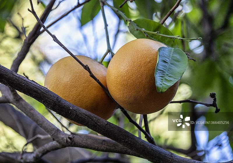 橘子田里，一棵橘子树的树枝上挂着两个橘子。图片素材