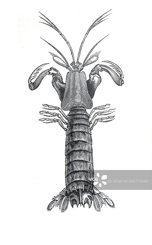 螳螂是螳螂虾的一种。老式手绘的海洋生物插图。图片素材
