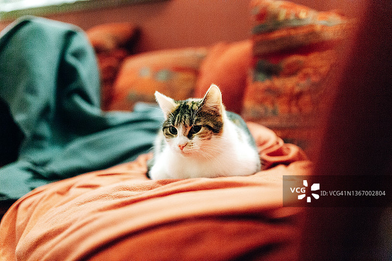一只猫躺在沙发上图片素材