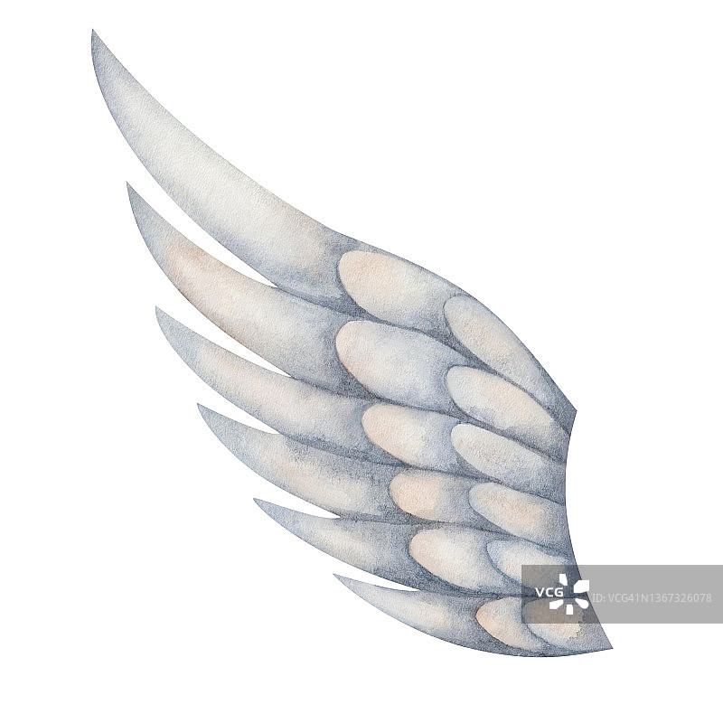 水彩插画的手绘展开翅膀，灰色羽毛飞行的鸟，如麻雀，鹰，鹰，et。或是天使的翅膀，丘比特，小天使图片素材