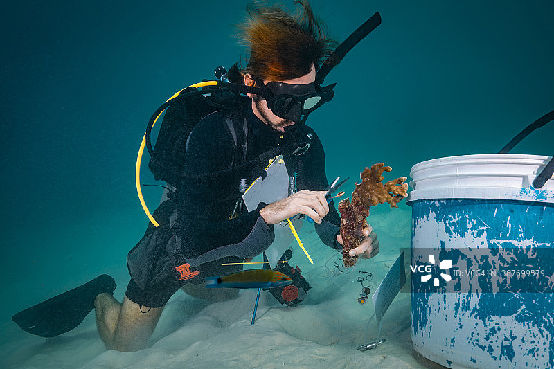 潜水员在水下采集珊瑚样本进行珊瑚研究图片素材