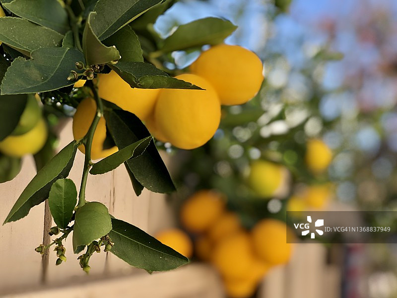在阳光明媚的加利福尼亚，柠檬在树上成熟图片素材