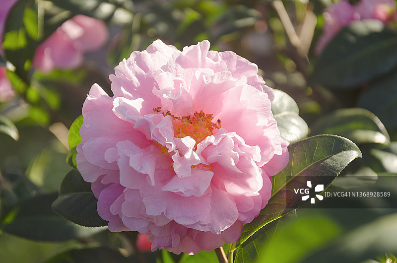 粉红色牡丹山茶花在一个花园图片素材