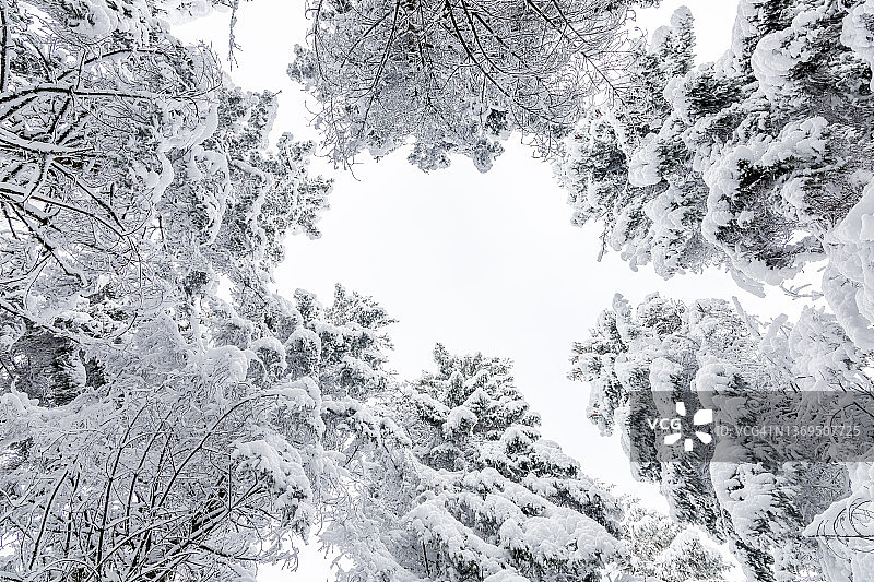 积雪覆盖的冷杉树冠图片素材