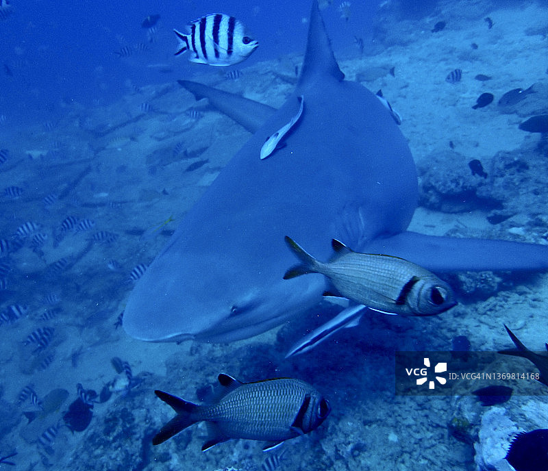牛鲨和热带鱼图片素材