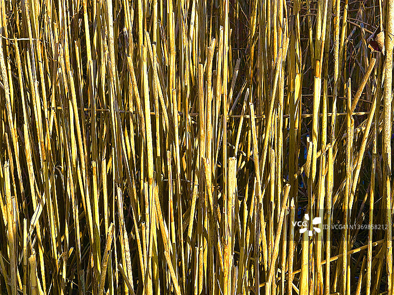 艾伦代尔自然保护区的普通芦苇图片素材