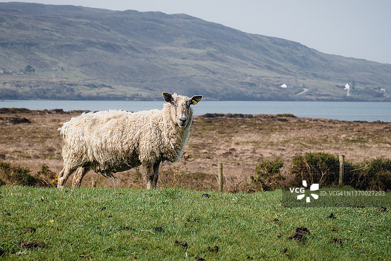 爱尔兰康尼马拉的爱尔兰绵羊图片素材