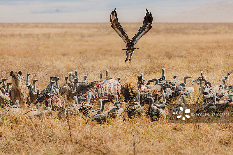 斑点鬣狗与鸟类争夺猎物——坦桑尼亚恩戈罗恩戈罗火山口的一只羚羊图片素材