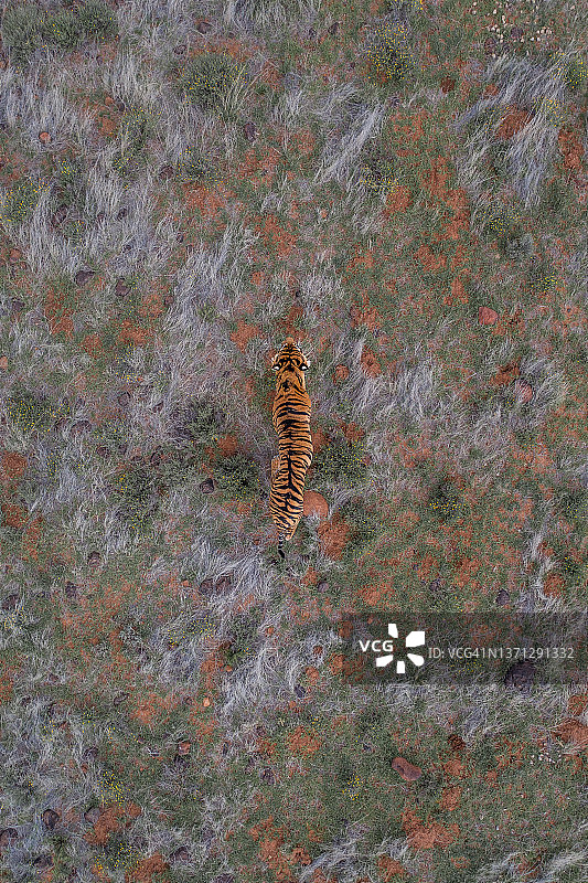 鸟瞰图显示一只老虎行走在大草原上，老虎峡谷私人狩猎保护区，自由州，南非图片素材