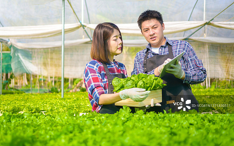两个年轻的亚洲农民夫妇在蔬菜水培农场快乐地工作。一个男人和一个女人拿着一盒绿色沙拉，微笑着看着镜头。农民用药片检查水培农场的有机蔬菜图片素材