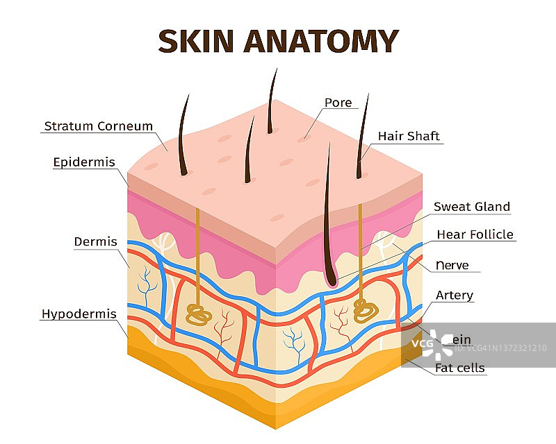 人体皮肤层解剖，真皮、表皮、皮下组织。皮肤结构，静脉，汗孔和毛囊向量信息图图片素材