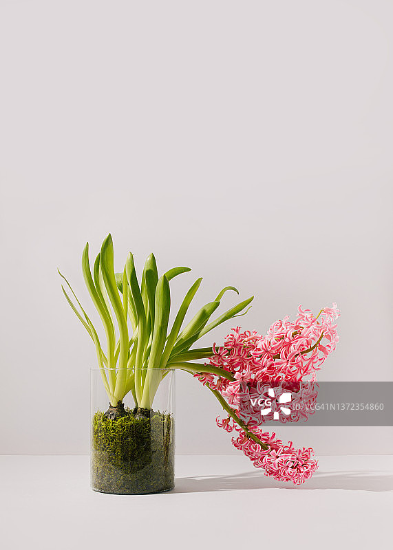 粉红色的风信子花从装满苔藓的玻璃瓶中探出头来。灰色背景下的创意球根弹簧植物安排。简约的现代斯堪的纳维亚花卉概念。图片素材