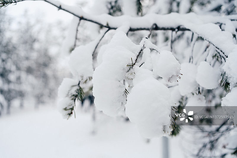 近距离观察被雪覆盖的松树。图片素材