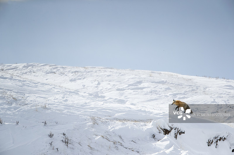 雪中的红狐图片素材