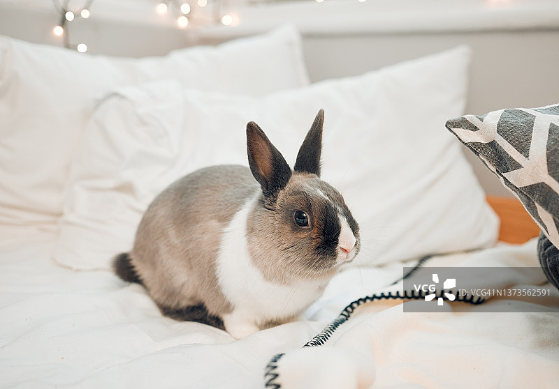 一张可爱的小兔子坐在家里的床上的照片图片素材