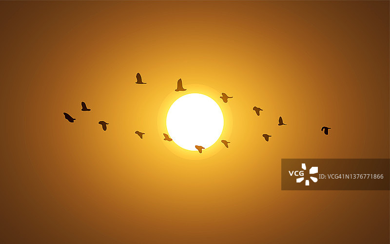 日落时的候鸟图片素材