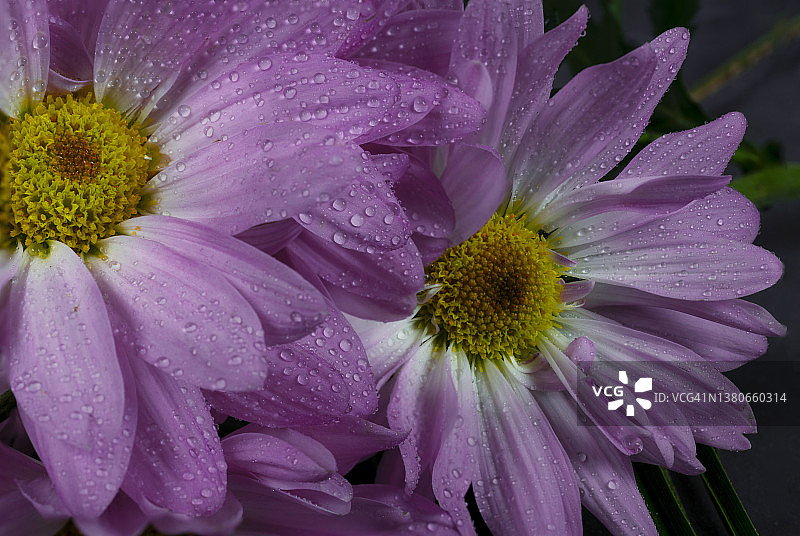 黑色背景下的玛格丽特雏菊花。图片素材