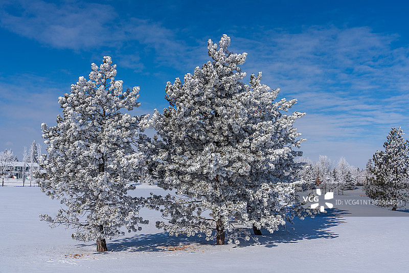 松树上的雪图片素材