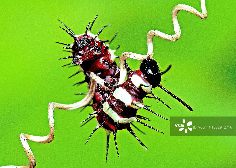 毛虫在螺旋藤蔓上爬行成U形——动物行为。图片素材