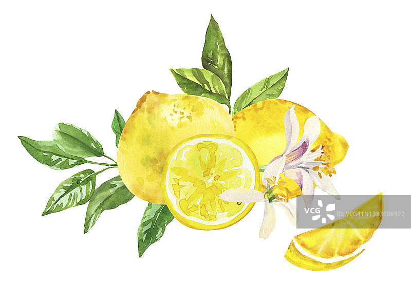 水彩手绘柑橘柠檬水果，花和树枝。图片素材
