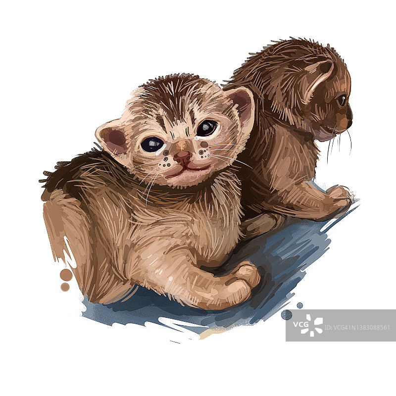 阿比西尼亚猫孤立在白色背景上。手绘kitty的数字艺术插图。家养短毛宠物幼猫品种，色泽红润，有独特的条纹虎斑毛。图片素材