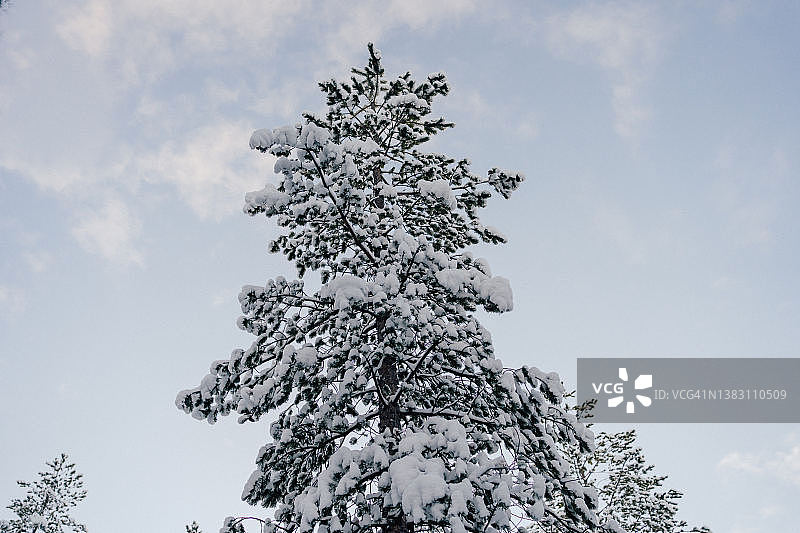 拉普兰，雪映着天空的松树。图片素材